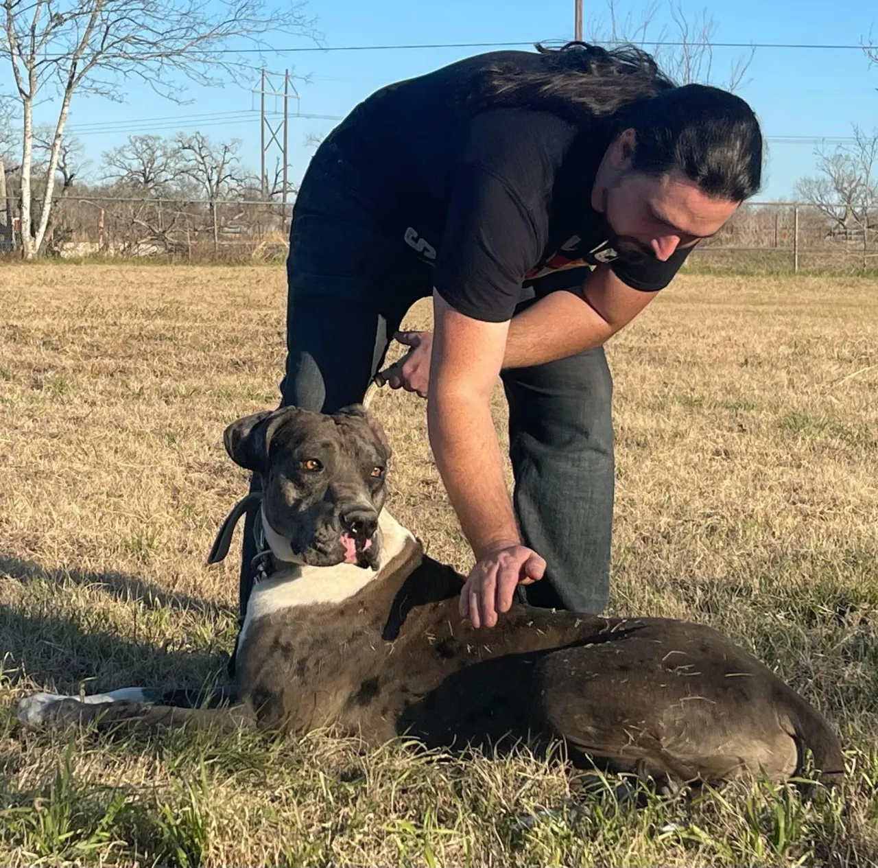 Midgard mastiff dogs